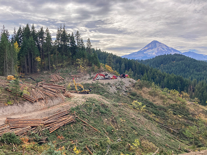 County tree farm harvest